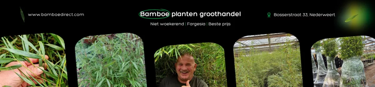 Bamboe Direct
