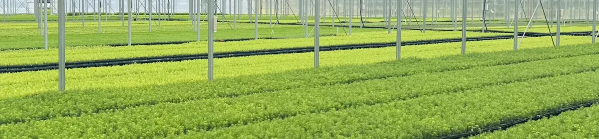 Baumschule Spitzmann Inh Florian Zorn