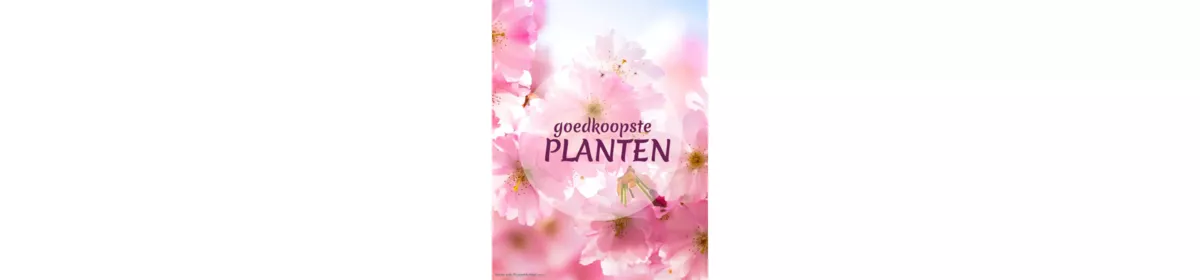 goedkoopste planten.be