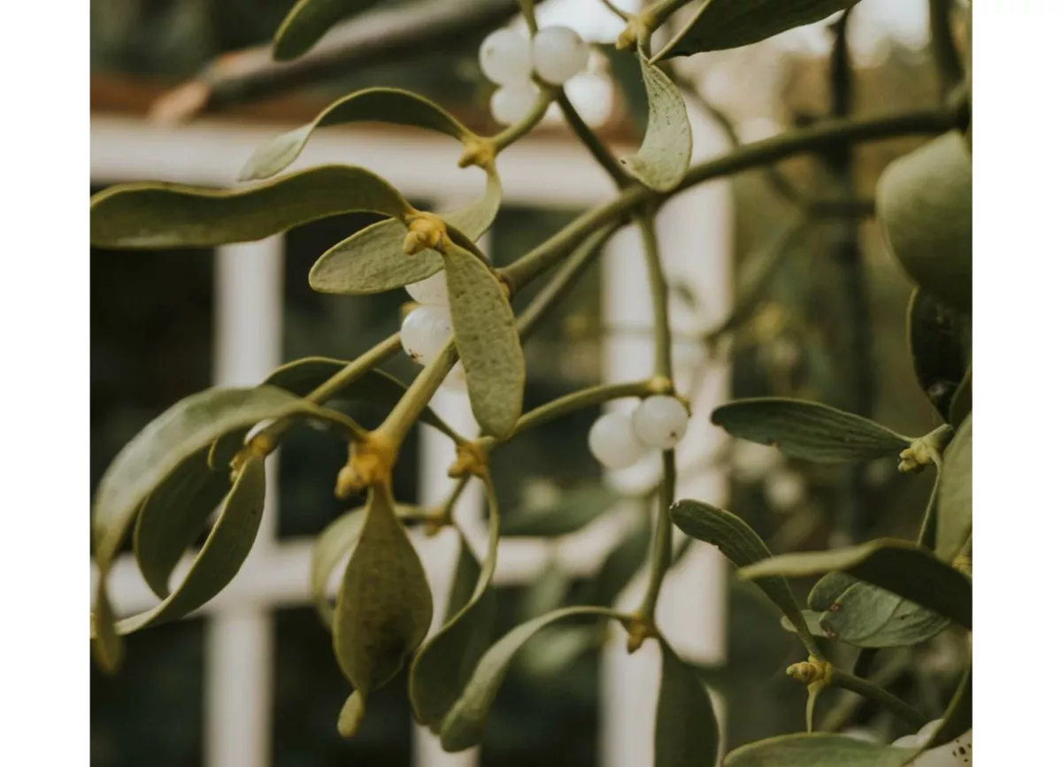 Florempol Przemyslaw Albin 