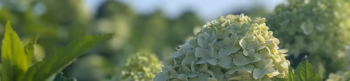 Horst Bradfisch Baumschulen GmbH