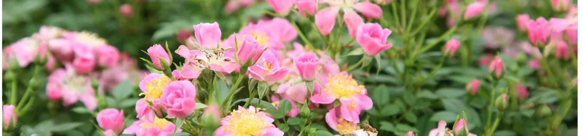 Meer Plant BV