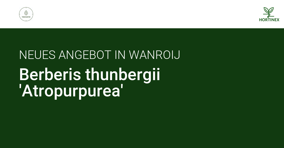 Berberis thunbergii 'Atropurpurea' | HORTINEX
