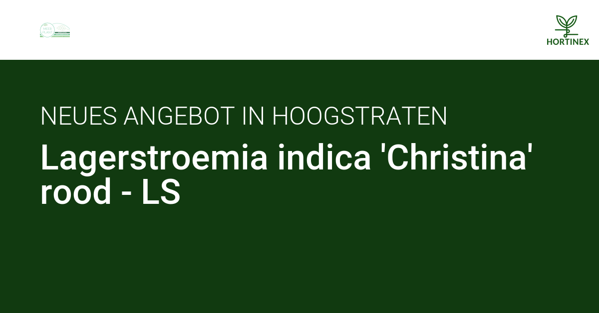 Lagerstroemia indica 'Christina' rood - LS | HORTINEX
